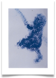 Blue Monkey :: Watercolour on Paper (Mounted) :: 20" x 18" :: �170
