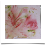 Pink Swirl :: Watercolour on Paper (Mounted) :: 22" x 22" :: � 340